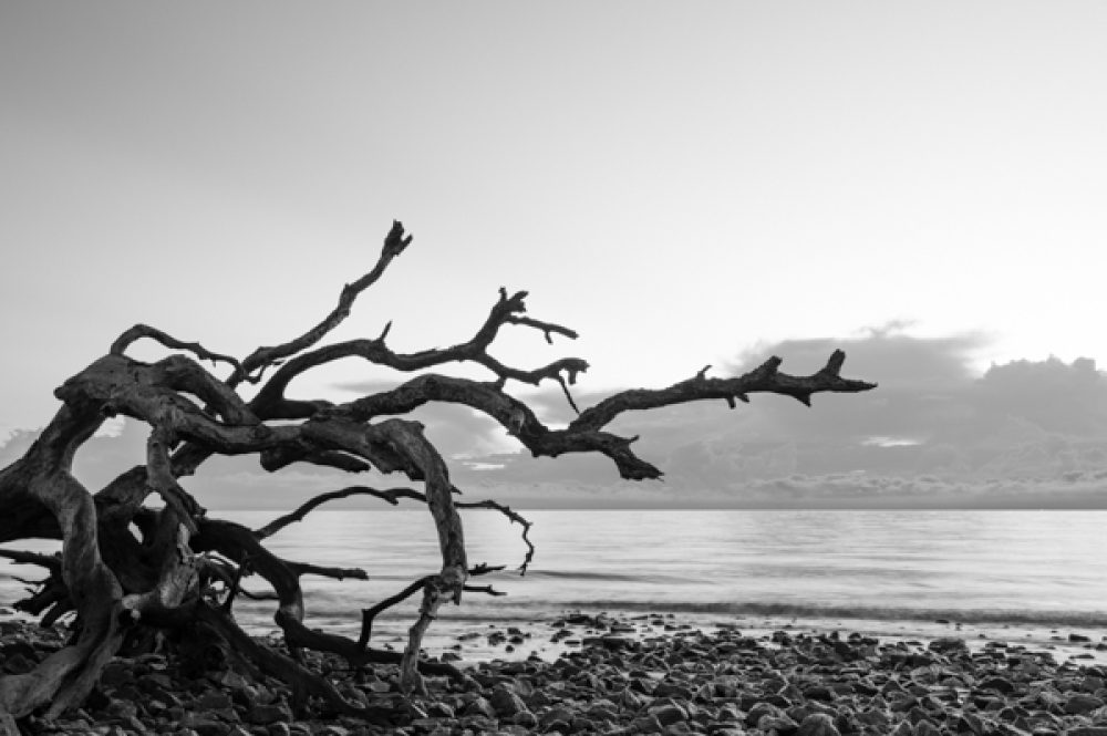 Driftwood Beach Platinotype