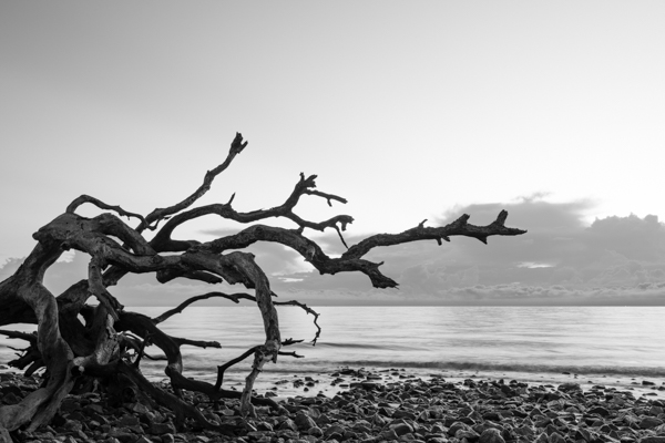 Driftwood Beach Platinotype